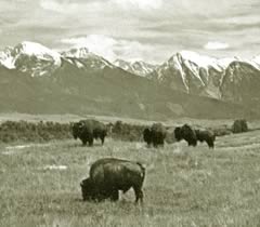 Foto: Büffelherden in Montana